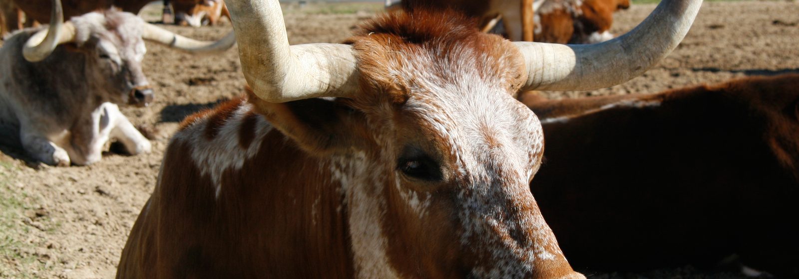Bétail Texas Longhorn